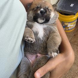 Shiba Inu Puppies from Priscilla Soares