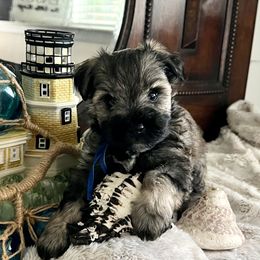Grumpy Bear - Salt and pepper male Miniature Schnauzer puppy in Elk Grove, California from Meuser's Miniature Schnauzers