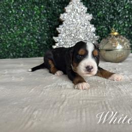 Boy 1 - Tri-color male Bernedoodle puppy in Modesto, California from Two Doods Doodles