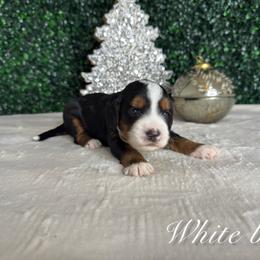 Boy 1 - Tri-color male Bernedoodle puppy in Modesto, California from Two Doods Doodles
