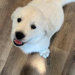 Golden Retriever and Labrador Retriever Puppies from Golden Bundles