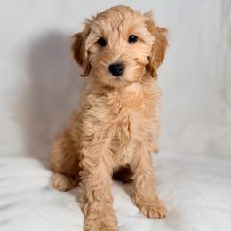 Amberley (Yellow) - Apricot female Goldendoodle puppy in Portland, Oregon from Smith Family Doodles
