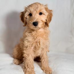 Amberley (Yellow) - Apricot female Goldendoodle puppy in Portland, Oregon from Smith Family Doodles