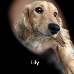 Lily - Dachshund