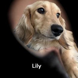 Lily - Dachshund