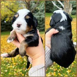 Dolly - Tri-color female Bernedoodle puppy in Idaho Falls, Idaho from Idahome Doodle