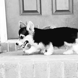 Pembroke Welsh Corgi Puppies from Ranch Hand Corgis