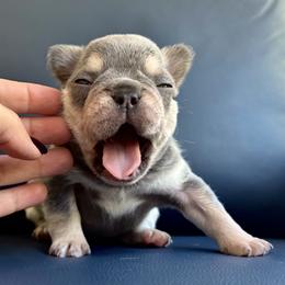 Froggy - Blue fawn female French Bulldog puppy in Edmonds, Washington from Matra French Bulldogs