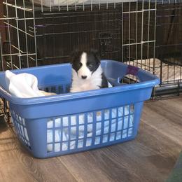 Ash Fork - Black and white female Border Collie puppy in Chino Valley, Arizona from Dog Pond Border Collies