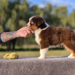 Boy 4 - Red tri-color male Miniature American Shepherd puppy in Bowling Green, Kentucky from Flawlessly Kennel