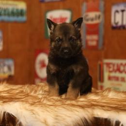 Vlad - Sable male German Shepherd puppy in Philippi, West Virginia from Vom Haus Highlands