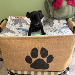 Forrest - Black male Pug puppy in Hesperia, Michigan from Manistee Farms