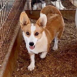 Desa - Cardigan Welsh Corgi