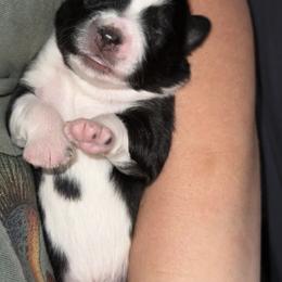 Ginger - Black tri female Miniature American Shepherd puppy in Minden, Louisiana from Ironwood Creek