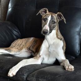 Whippets from Amulet Charm