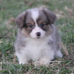 American Corgi, French Bulldog, and Pembroke Welsh Corgi Puppies from Moonstone Corgis & Frenchies