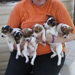 German Shepherds and Parson Russell Terriers from Loyalville