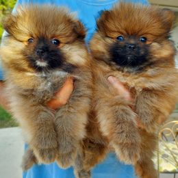 Pomeranians from Pom Coast Pomeranians
