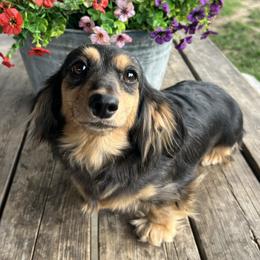 Moxie - Dachshund