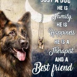 German Shepherd Puppies from Sandy’s Shepherds