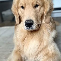 Bernese Mountain Dog and Golden Retriever All Grown Up from Gold Point Pups