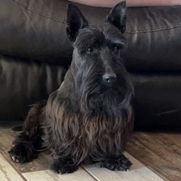 Doug - Scottish Terrier