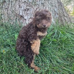 Mocha - Chocolate merle female Bernedoodle puppy in Boise, Idaho from Nesting Dolls