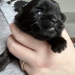Jet - Black male Shih Tzu puppy in Oregon, Ohio from Gogol Family Shih Tzus