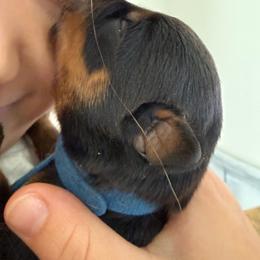 Blueberry - Black and rust male Rottweiler puppy in Eagle Mountain, Utah from Woolley Darlings