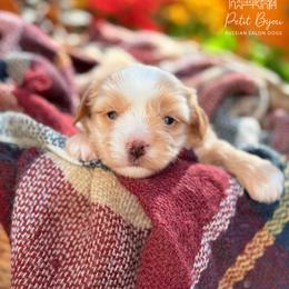 Biewer Terrier and Russian Salon Dog Puppies from Petit Bijou