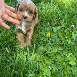 Brenda - Red female Cavapoo puppy in Mint Hill, North Carolina from DoodleForever