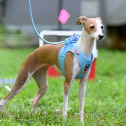 Italian Greyhounds from Castle View Italian Greyhounds