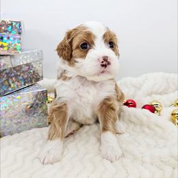 Cinnamon - Red female Bernedoodle puppy in Granton, Wisconsin from Rose River Farms