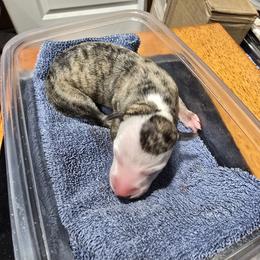 Merry - White and fawn brindle female Whippet puppy in Alvin, Texas from Pecan Grove Akitas & Whippets