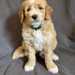 Goldendoodle Puppies from Moore Goldendoodles