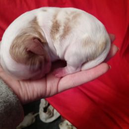 Boy 1 - Cavalier King Charles Spaniel puppy in Grand Blanc, Michigan from Meraki Cavs