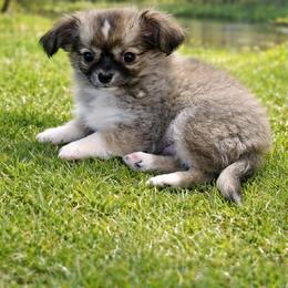 Chihuahua Puppies from Hart's Chihuahuas