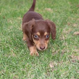 Baby Girl Twin 2 - Chocolate and tan female Dachshund puppy in Torrance, California from Dachshund Pups