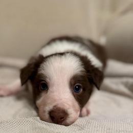 Zander boy - White and red male Border Collie puppy in Fairview, Tennessee from Hoffman Forest Acres LLC