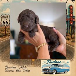 Fairlane - Chocolate male Goldendoodle puppy in Garland, Texas from Twilight Doodles
