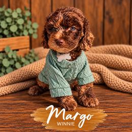 Winnie - Merle female Whoodle puppy in Knoxville, Tennessee from Fleury Farm Doodles TN