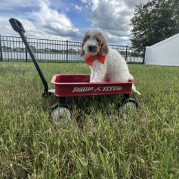 Goldendoodle Puppies from The Doodle House