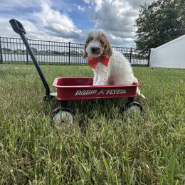 Goldendoodle Puppies from The Doodle House