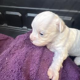 Bella - Parti female Maltipoo puppy in Lawrenceburg, Tennessee from LUV Poodles and Maltipoos