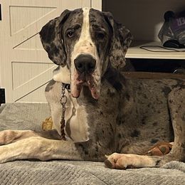Israel - Mantle merle male Great Dane puppy in Huntsville, Alabama from Rough Diamond Danes