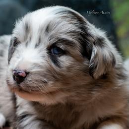 Star - Blue merle female Australian Shepherd puppy in Decatur, Texas from Wyldrose Australian Shepherds