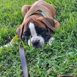 Boston Terrier, Boxer, and French Bulldog Puppies from Azaleas Euro Boxers & Boston Terriers