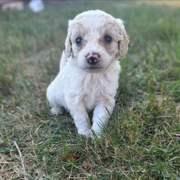 Yoda - Cream male Aussiedoodle puppy in Cumberland, Rhode Island from W Doodle Crew