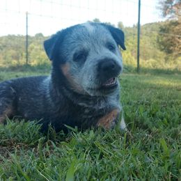 Australian Cattle Dog Puppies from Cindy McKinney's Australian Cattle Dogs