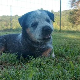 Australian Cattle Dog Puppies from Cindy McKinney's Australian Cattle Dogs